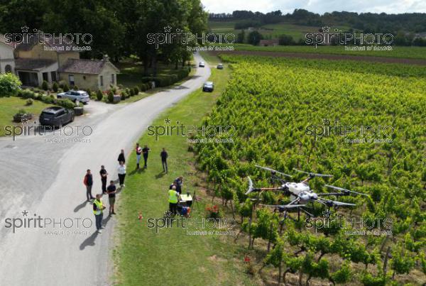 FRANCE, GIRONDE, SAINT-ETIENNE-DE-LISSE, DEMONSTRATION DE PULVERISATION EN DRONE DE PRODUITS PHYTOSANITAIRE AU CHATEAU MANGOT, AOC SAINT-EMILION, VIGNOBLE BORDELAIS, NOUVELLE-AQUITAINE (200610NADEAU_001.jpg)