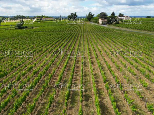 FRANCE, GIRONDE, SAINT-ETIENNE-DE-LISSE, VIGNOBLE MANGOT, CHATEAU FAUGERES, CHATEAU PEBY-FAUGERES,  CHATEAU MANGOT, AOC SAINT-EMILION, VIGNOBLE BORDELAIS, NOUVELLE-AQUITAINE (200610NADEAU_003.jpg)