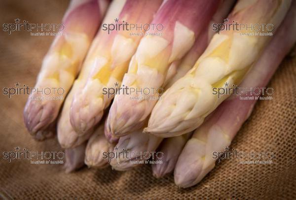 ASPERGES BLANCHES DES LANDES (40) //  FRANCE, RAW ORGANIC WHITE ASPARAGUS SPEARS READY TO EAT, LANDES (40) (200925JBNadeau_00062.jpg)