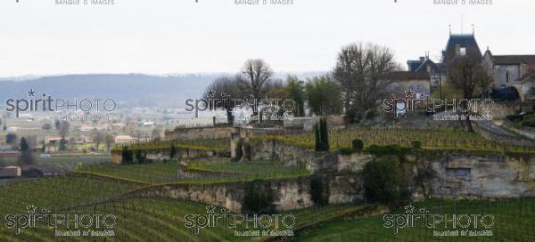 GIRONDE (33), SAINT-EMILION, CHATEAU AUSONE, VIGNE PLANTEE SUR LE ROCHER CALCAIRE, 1 ER GRAND CRU CLASSE A , AOC SAINT EMILION, VIGNOBLE DE BORDEAUX // FRANCE, GIRONDE (33), SAINT-EMILION, CHATEAU AUSONE, VINEYARD PLANT ON THE LIMESTONE ROCK, 1 ER GRAND CRU CLASSE A, AOC SAINT EMILION, BORDEAUX VINEYARD (210318JBNadeau_007.jpg)