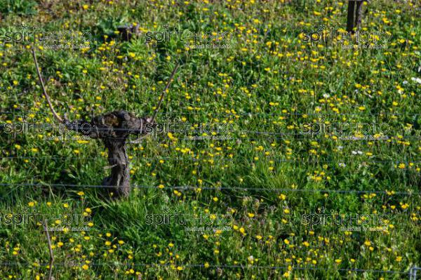 GIRONDE (33), SAINT-EMILION, CHATEAU AUSONE, VIGNE ENHERBEE ET FLEURIE AU PRINTEMPS, 1 ER GRAND CRU CLASSE A , AOC SAINT EMILION, VIGNOBLE DE BORDEAUX // FRANCE, GIRONDE (33), SAINT-EMILION, CHATEAU AUSONE, GRASS AND FLOWER IN SPRING, 1 ER GRAND CRU CLASSE A, AOC SAINT EMILION, BORDEAUX VINEYARD (210318JBNadeau_019.jpg)