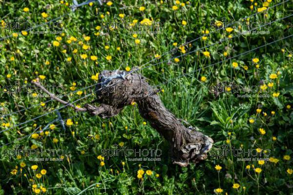 GIRONDE (33), SAINT-EMILION, CHATEAU AUSONE, VIGNE ENHERBEE ET FLEURIE AU PRINTEMPS, 1 ER GRAND CRU CLASSE A , AOC SAINT EMILION, VIGNOBLE DE BORDEAUX // FRANCE, GIRONDE (33), SAINT-EMILION, CHATEAU AUSONE, GRASS AND FLOWER IN SPRING, 1 ER GRAND CRU CLASSE A, AOC SAINT EMILION, BORDEAUX VINEYARD (210318JBNadeau_020.jpg)