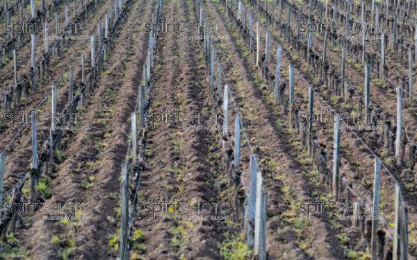 GIRONDE (33), SAINT-EMILION,  VIGNES AU DEBUT DU PRINTEMPS LABOUREES, VIGNOBLE DE SAINT-EMILION, VIGNOBLE DU BORDELAIS // FRANCE, GIRONDE (33), SAINT-EMILION, TILL, LABOR, EARLY SPRING VINES, SAINT-EMILION VINEYARD, BORDEAUX VINEYARD (210318JBNadeau_035.jpg)