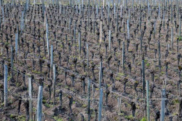 GIRONDE (33), SAINT-EMILION,  VIGNES AU DEBUT DU PRINTEMPS LABOUREES, VIGNOBLE DE SAINT-EMILION, VIGNOBLE DU BORDELAIS // FRANCE, GIRONDE (33), SAINT-EMILION, TILL, LABOR, EARLY SPRING VINES, SAINT-EMILION VINEYARD, BORDEAUX VINEYARD (210318JBNadeau_036.jpg)