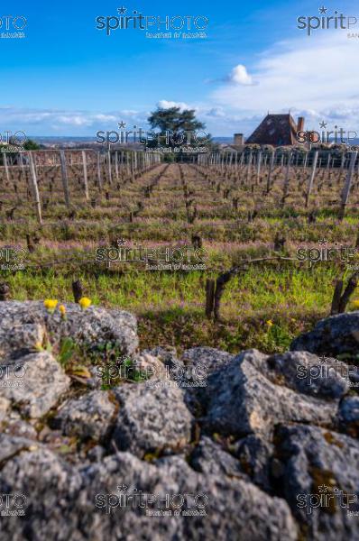 GIRONDE (33), SAINT-EMILION, CHATEAU AUSONE, VIGNE ENHERBEE ET FLEURIE AU PRINTEMPS, 1 ER GRAND CRU CLASSE A , AOC SAINT EMILION, VIGNOBLE DE BORDEAUX // FRANCE, GIRONDE (33), SAINT-EMILION, CHATEAU AUSONE, GRASS AND FLOWER IN SPRING, 1 ER GRAND CRU CLASSE A, AOC SAINT EMILION, BORDEAUX VINEYARD (210318JBNadeau_075.jpg)