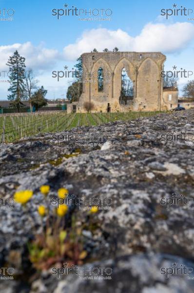 GIRONDE (33), SAINT-EMILION, LA GRANDE MURAILLE, LE MUR DES DOMINICAINS , VESTIGES DE L' EGLISE GOTHIQUE DU 14 EME SIECLE DU COUVENT DES DOMINICAINS, ET VIGNES DU CHATEAU LES GRANDES MURAILLES, GRAND CRU CRU CLASSE, AOC SAINT EMILION, VILLAGE MEDIEVAL ET FORTIFIE DE SAINT EMILION  // FRANCE, GIRONDE (33), SAINT-EMILION, LA GRANDE MURAILLE, LE MUR DES DOMINICINS, REMAINS OF THE 14TH CENTURY GOTHIC CHURCH OF THE DOMINICAN CONVENT, AND VINES OF CHATEAU LES GRANDES MURAILLES, GRAND CRU CRU CLASSE, AOC SAINT EMILION, MEDIEVAL AND FORTIFIED VILLAGE OF SAINT EMILION (210318JBNadeau_078.jpg)