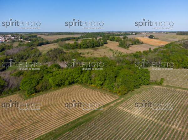 GIRONDE (33), OMET, VUE AERIENNE DU VIGNOBLE BORDELAIS AU PRINTEMPS DANS L'ENTRE DEUX MERS //  FRANCE, GIRONDE (33), OMET, AERIAL VIEW OF THE BORDEAUX VINEYARD IN SPRING IN THE BETWEEN TWO SEAS (210426JBNADEAU_006.jpg)