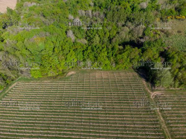 GIRONDE (33), OMET, VUE AERIENNE DU VIGNOBLE BORDELAIS AU PRINTEMPS DANS L'ENTRE DEUX MERS //  FRANCE, GIRONDE (33), OMET, AERIAL VIEW OF THE BORDEAUX VINEYARD IN SPRING IN THE BETWEEN TWO SEAS (210426JBNADEAU_007.jpg)