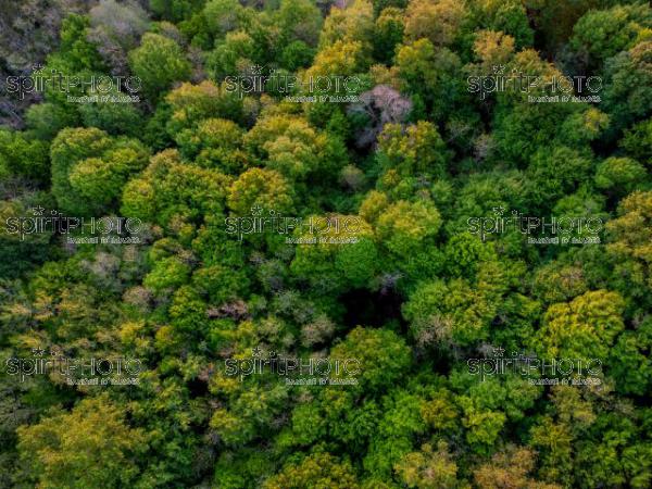 GIRONDE (33), OMET, VUE AERIENNE D'UNE FORET DE CHENE AU PRINTEMPS, CAMPAGNE BOISÉE, NATURE // FRANCE, GIRONDE (33), OMET, EARLY SPRING IN FOREST AERIAL TOP VIEW, COUNTRYSIDE WOODLAND, OAK TREE ABOVE COLORFUL TEXTURE IN NATURE (210426JBNADEAU_014.jpg)