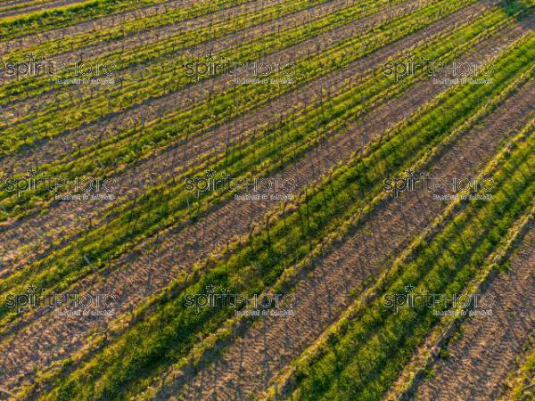 GIRONDE (33), OMET, VUE AERIENNE DU VIGNOBLE BORDELAIS AU PRINTEMPS DANS L'ENTRE DEUX MERS //  FRANCE, GIRONDE (33), OMET, AERIAL VIEW OF THE BORDEAUX VINEYARD IN SPRING IN THE BETWEEN TWO SEAS (210426JBNADEAU_017.jpg)