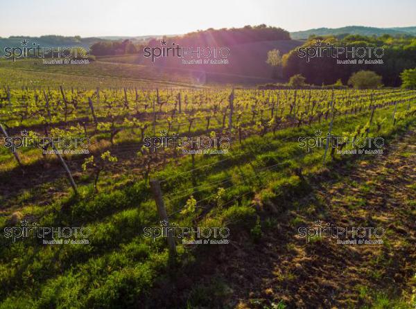 GIRONDE (33), OMET, VUE AERIENNE DU VIGNOBLE BORDELAIS AU PRINTEMPS DANS L'ENTRE DEUX MERS //  FRANCE, GIRONDE (33), OMET, AERIAL VIEW OF THE BORDEAUX VINEYARD IN SPRING IN THE BETWEEN TWO SEAS (210426JBNADEAU_021.jpg)