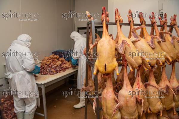 GIRONDE (33), AUROS, DECOUPE DES CANARDS, COOPERATIVE AGRICOLE PALMAGRI, FOIE GRAS DE CANARD FERMIER ELEVES EN PLEIN AIR. CANARD ELEVE AU MAIS JAUNE.// FRANCE, GIRONDE (33), AUROS, CUTTING OF DUCK, AGRICULTURAL COOPERATIVE PALMAGRI, FARM DUCK FOIE GRAS FARMED OUTDOOR. DUCK BREED IN YELLOW CORN. (211129JBNadeau_015.jpg)