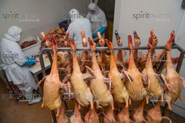 GIRONDE (33), AUROS, COOPERATIVE AGRICOLE PALMAGRI, FOIE GRAS DE CANARD FERMIER ELEVES EN PLEIN AIR. CANARD ELEVE AU MAIS JAUNE.// FRANCE, GIRONDE (33), AUROS, AGRICULTURAL COOPERATIVE PALMAGRI, FARM DUCK FOIE GRAS FARMED OUTDOOR. DUCK BREED IN YELLOW CORN. (211129JBNadeau_019.jpg)