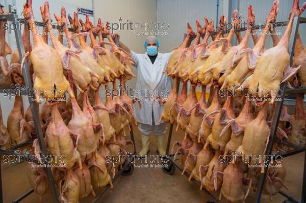 GIRONDE (33), AUROS, COOPERATIVE AGRICOLE PALMAGRI, FOIE GRAS DE CANARD FERMIER ELEVES EN PLEIN AIR. CANARD ELEVE AU MAIS JAUNE.// FRANCE, GIRONDE (33), AUROS, AGRICULTURAL COOPERATIVE PALMAGRI, FARM DUCK FOIE GRAS FARMED OUTDOOR. DUCK BREED IN YELLOW CORN. (211129JBNadeau_020.jpg)