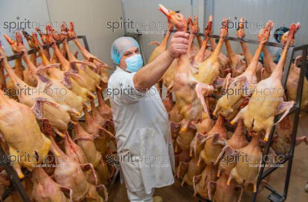 GIRONDE (33), AUROS, COOPERATIVE AGRICOLE PALMAGRI, FOIE GRAS DE CANARD FERMIER ELEVES EN PLEIN AIR. CANARD ELEVE AU MAIS JAUNE.// FRANCE, GIRONDE (33), AUROS, AGRICULTURAL COOPERATIVE PALMAGRI, FARM DUCK FOIE GRAS FARMED OUTDOOR. DUCK BREED IN YELLOW CORN. (211129JBNadeau_021.jpg)