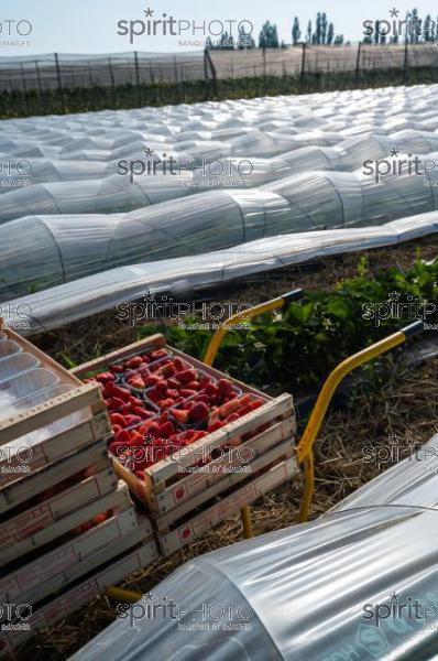 FRANCE, LOT ET GARONNE, BOURRAN, EXPLOITATION AGRICOLE EARL LEYX VALADE, CULTURE ET RECOLTE DE FRAISES EN PLEINE TERRE SOUS PETIT TUNNEL (220505NADEAU_005.jpg)