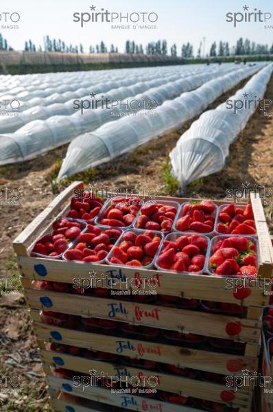 FRANCE, LOT ET GARONNE, BOURRAN, EXPLOITATION AGRICOLE EARL LEYX VALADE, CULTURE ET RECOLTE DE FRAISES EN PLEINE TERRE SOUS PETIT TUNNEL (220505NADEAU_010.jpg)