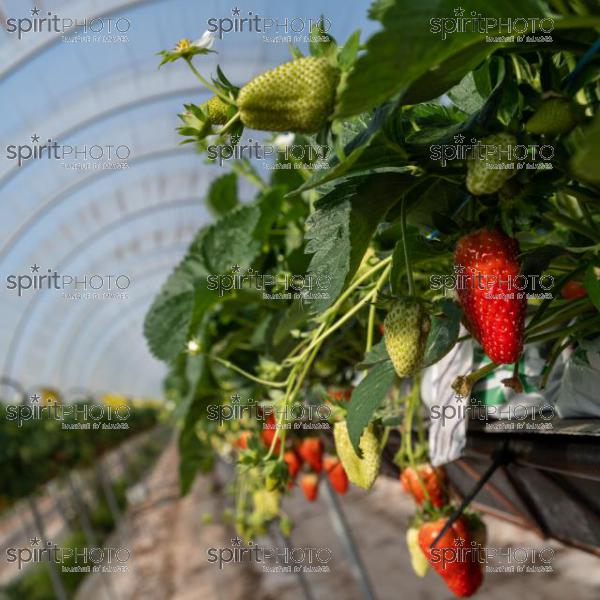 FRANCE, LOT ET GARONNE, BOURRAN, EXPLOITATION AGRICOLE EARL LEYX VALADE, CULTURE ET RECOLTE DE FRAISES HORS SOL SOUS GRAND TUNNEL (220505NADEAU_013.jpg)