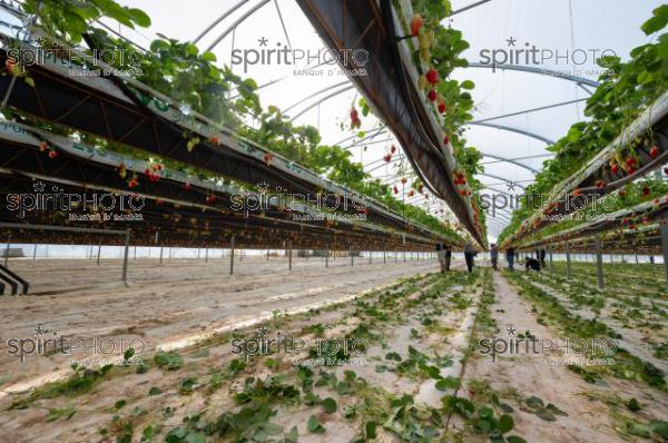 FRANCE, LOT ET GARONNE, BOURRAN, EXPLOITATION AGRICOLE EARL LEYX VALADE, CULTURE ET RECOLTE DE FRAISES HORS SOL SOUS GRAND TUNNEL (220505NADEAU_016.jpg)