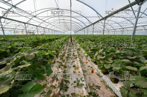 FRANCE, LOT ET GARONNE, BOURRAN, EXPLOITATION AGRICOLE EARL LEYX VALADE, CULTURE ET RECOLTE DE FRAISES HORS SOL SOUS GRAND TUNNEL (220505NADEAU_017.jpg)