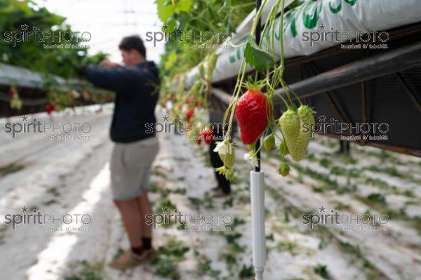 FRANCE, LOT ET GARONNE, BOURRAN, EXPLOITATION AGRICOLE EARL LEYX VALADE, CULTURE ET RECOLTE DE FRAISES HORS SOL SOUS GRAND TUNNEL (220505NADEAU_019.jpg)