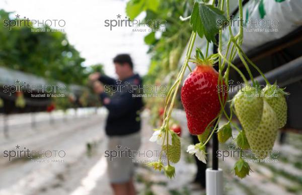 FRANCE, LOT ET GARONNE, BOURRAN, EXPLOITATION AGRICOLE EARL LEYX VALADE, CULTURE ET RECOLTE DE FRAISES HORS SOL SOUS GRAND TUNNEL (220505NADEAU_020.jpg)