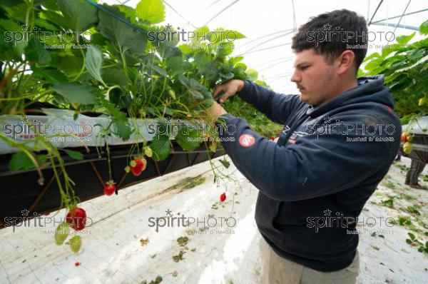 FRANCE, LOT ET GARONNE, BOURRAN, EXPLOITATION AGRICOLE EARL LEYX VALADE, CULTURE ET RECOLTE DE FRAISES HORS SOL SOUS GRAND TUNNEL (220505NADEAU_023.jpg)