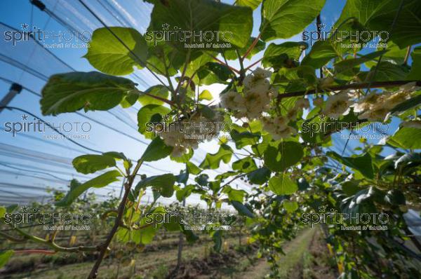 FRANCE, LOT ET GARONNE, BOURRAN, EXPLOITATION AGRICOLE EARL LEYX VALADE, PALISSAGE ET FILET DE PROTECTION ANTI GRELE DANS UN VERGER DE KIWI EN FLEUR AU PRINTEMPS, NOUVELLE AQUITAINE (220505NADEAU_028.jpg)