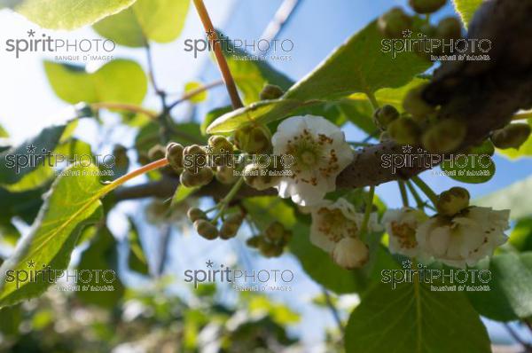 FRANCE, LOT ET GARONNE, BOURRAN, EXPLOITATION AGRICOLE EARL LEYX VALADE, PALISSAGE ET FILET DE PROTECTION ANTI GRELE DANS UN VERGER DE KIWI EN FLEUR AU PRINTEMPS, NOUVELLE AQUITAINE (220505NADEAU_030.jpg)