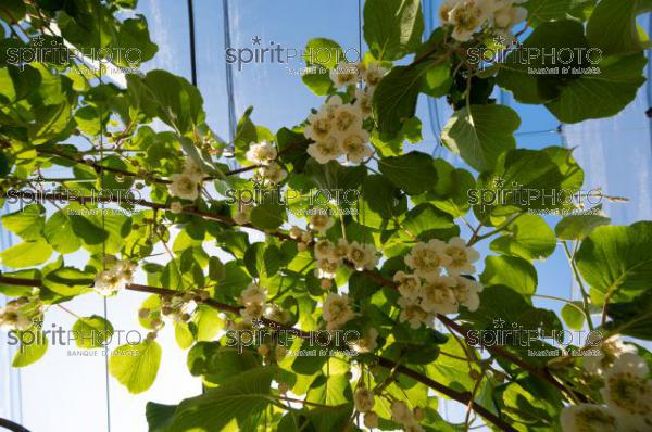 FRANCE, LOT ET GARONNE, BOURRAN, EXPLOITATION AGRICOLE EARL LEYX VALADE, PALISSAGE ET FILET DE PROTECTION ANTI GRELE DANS UN VERGER DE KIWI EN FLEUR AU PRINTEMPS, NOUVELLE AQUITAINE (220505NADEAU_031.jpg)