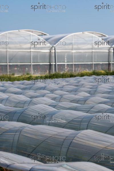 FRANCE, LOT ET GARONNE, BOURRAN, EXPLOITATION AGRICOLE EARL LEYX VALADE, CULTURE ET RECOLTE DE FRAISES EN PLEINE TERRE SOUS PETIT TUNNEL (220505NADEAU_034.jpg)