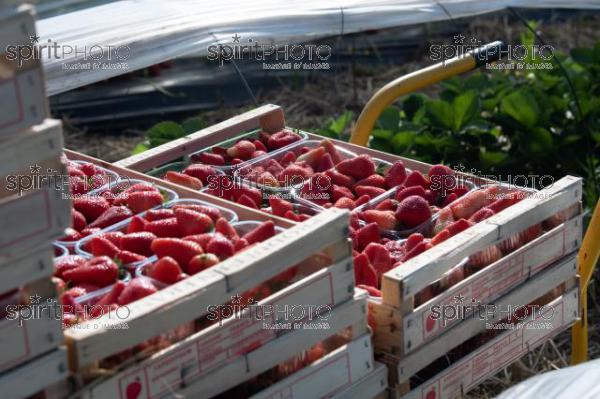 FRANCE, LOT ET GARONNE, BOURRAN, EXPLOITATION AGRICOLE EARL LEYX VALADE, CULTURE ET RECOLTE DE FRAISES EN PLEINE TERRE SOUS PETIT TUNNEL (220505NADEAU_039.jpg)