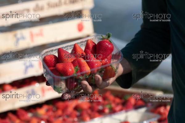 FRANCE, LOT ET GARONNE, BOURRAN, EXPLOITATION AGRICOLE EARL LEYX VALADE, CULTURE ET RECOLTE DE FRAISES EN PLEINE TERRE SOUS PETIT TUNNEL (220505NADEAU_040.jpg)