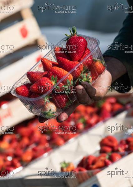 FRANCE, LOT ET GARONNE, BOURRAN, EXPLOITATION AGRICOLE EARL LEYX VALADE, CULTURE ET RECOLTE DE FRAISES EN PLEINE TERRE SOUS PETIT TUNNEL (220505NADEAU_042.jpg)