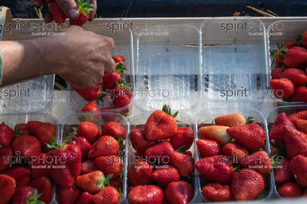 FRANCE, LOT ET GARONNE, BOURRAN, EXPLOITATION AGRICOLE EARL LEYX VALADE, CULTURE ET RECOLTE DE FRAISES EN PLEINE TERRE SOUS PETIT TUNNEL (220505NADEAU_043.jpg)