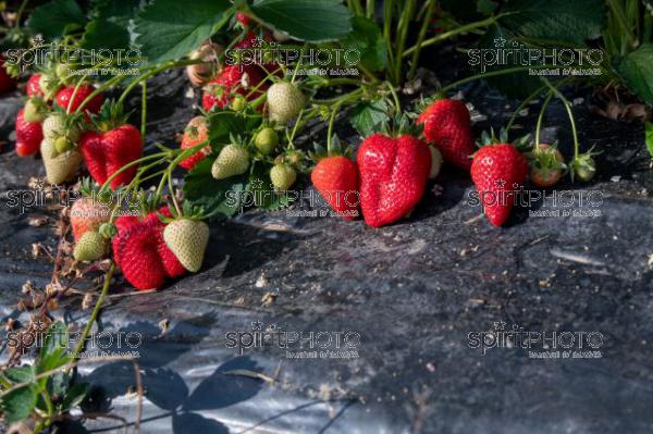 FRANCE, LOT ET GARONNE, BOURRAN, EXPLOITATION AGRICOLE EARL LEYX VALADE, CULTURE ET RECOLTE DE FRAISES EN PLEINE TERRE SOUS PETIT TUNNEL (220505NADEAU_051.jpg)