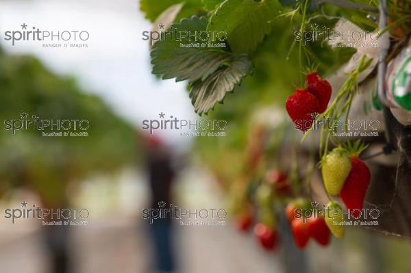 FRANCE, LOT ET GARONNE, BOURRAN, EXPLOITATION AGRICOLE EARL LEYX VALADE, CULTURE ET RECOLTE DE FRAISES HORS SOL SOUS GRAND TUNNEL (220505NADEAU_057.jpg)