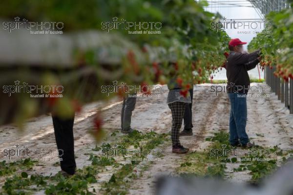 FRANCE, LOT ET GARONNE, BOURRAN, EXPLOITATION AGRICOLE EARL LEYX VALADE, CULTURE ET RECOLTE DE FRAISES HORS SOL SOUS GRAND TUNNEL (220505NADEAU_058.jpg)