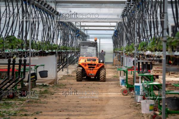 FRANCE, LOT ET GARONNE, BOURRAN, EXPLOITATION AGRICOLE EARL LEYX VALADE, CULTURE ET RECOLTE DE FRAISES HORS SOL SOUS GRAND TUNNEL (220505NADEAU_061.jpg)