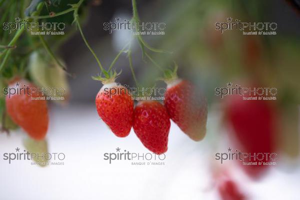 FRANCE, LOT ET GARONNE, BOURRAN, EXPLOITATION AGRICOLE EARL LEYX VALADE, CULTURE ET RECOLTE DE FRAISES HORS SOL SOUS GRAND TUNNEL (220505NADEAU_065.jpg)