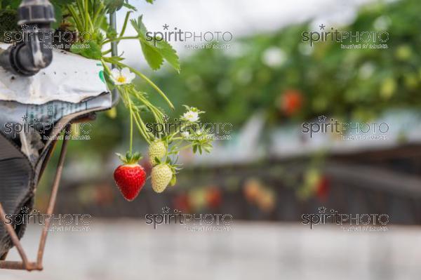 FRANCE, LOT ET GARONNE, BOURRAN, EXPLOITATION AGRICOLE EARL LEYX VALADE, CULTURE ET RECOLTE DE FRAISES HORS SOL SOUS GRAND TUNNEL (220505NADEAU_069.jpg)