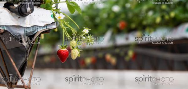 FRANCE, LOT ET GARONNE, BOURRAN, EXPLOITATION AGRICOLE EARL LEYX VALADE, CULTURE ET RECOLTE DE FRAISES HORS SOL SOUS GRAND TUNNEL (220505NADEAU_070.jpg)