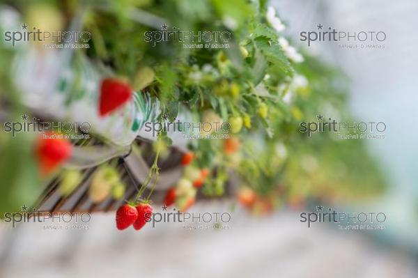 FRANCE, LOT ET GARONNE, BOURRAN, EXPLOITATION AGRICOLE EARL LEYX VALADE, CULTURE ET RECOLTE DE FRAISES HORS SOL SOUS GRAND TUNNEL (220505NADEAU_073.jpg)