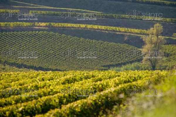 Vin-Vignoble (330177.jpg)