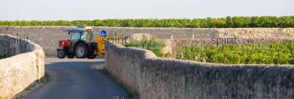 Vignoble de Saint-Emilion entours par des murets. (330181.jpg)