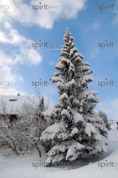 Sapin-St lary (AB_00070.jpg)