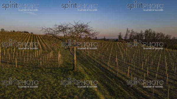 Flying over a vineyard in a winter day (BWP_00001.jpg)