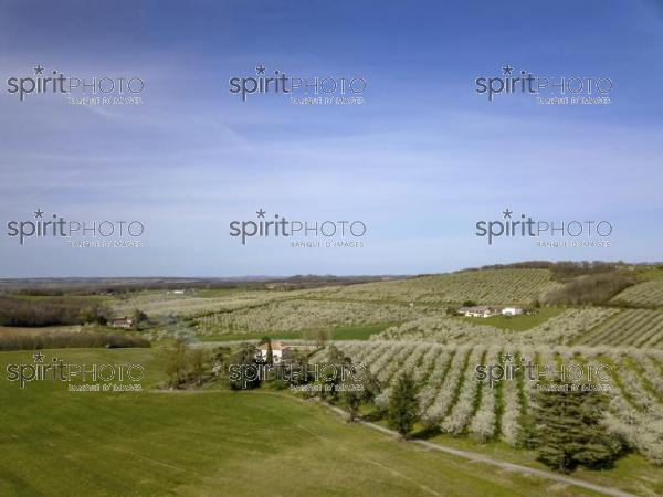 Blossoming young plum garden and rapeseed field, top view (BWP_00014.jpg)