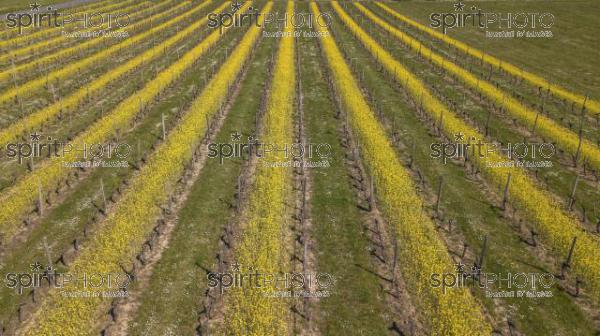 Aerial view of a green summer vineyard at sunset (BWP_00017.jpg)