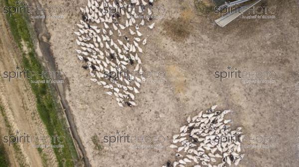 Aerial view on crowded ducks on poultry farm (BWP_00025.jpg)
